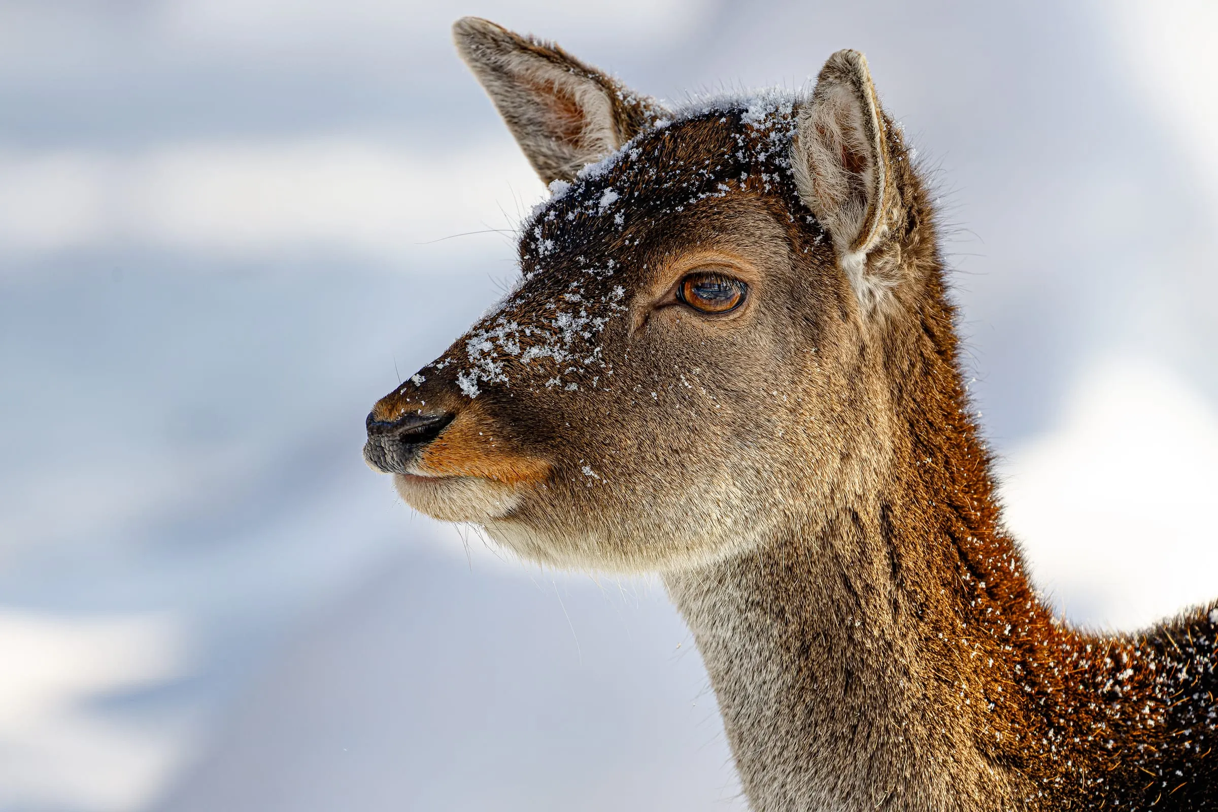 Kopf und Hals eines Damtiers ohne Geweih im Profil nach links, Schneekristalle auf Stirn, Nase und Fell, dahinter unscharfer, heller Schnee.