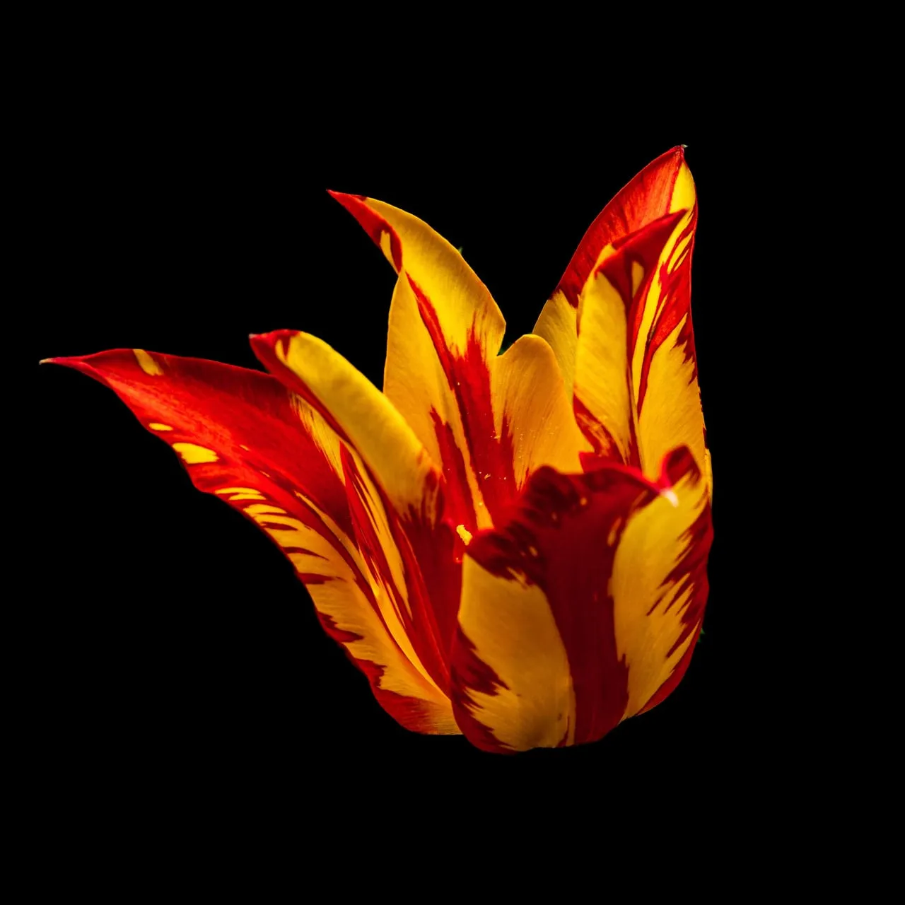 Rot-gelb geflammte Tulpenblüte mit spitzen, nach außen geschwungenen Blütenblättern, schräg von der Seite vor schwarzem Hintergrund.