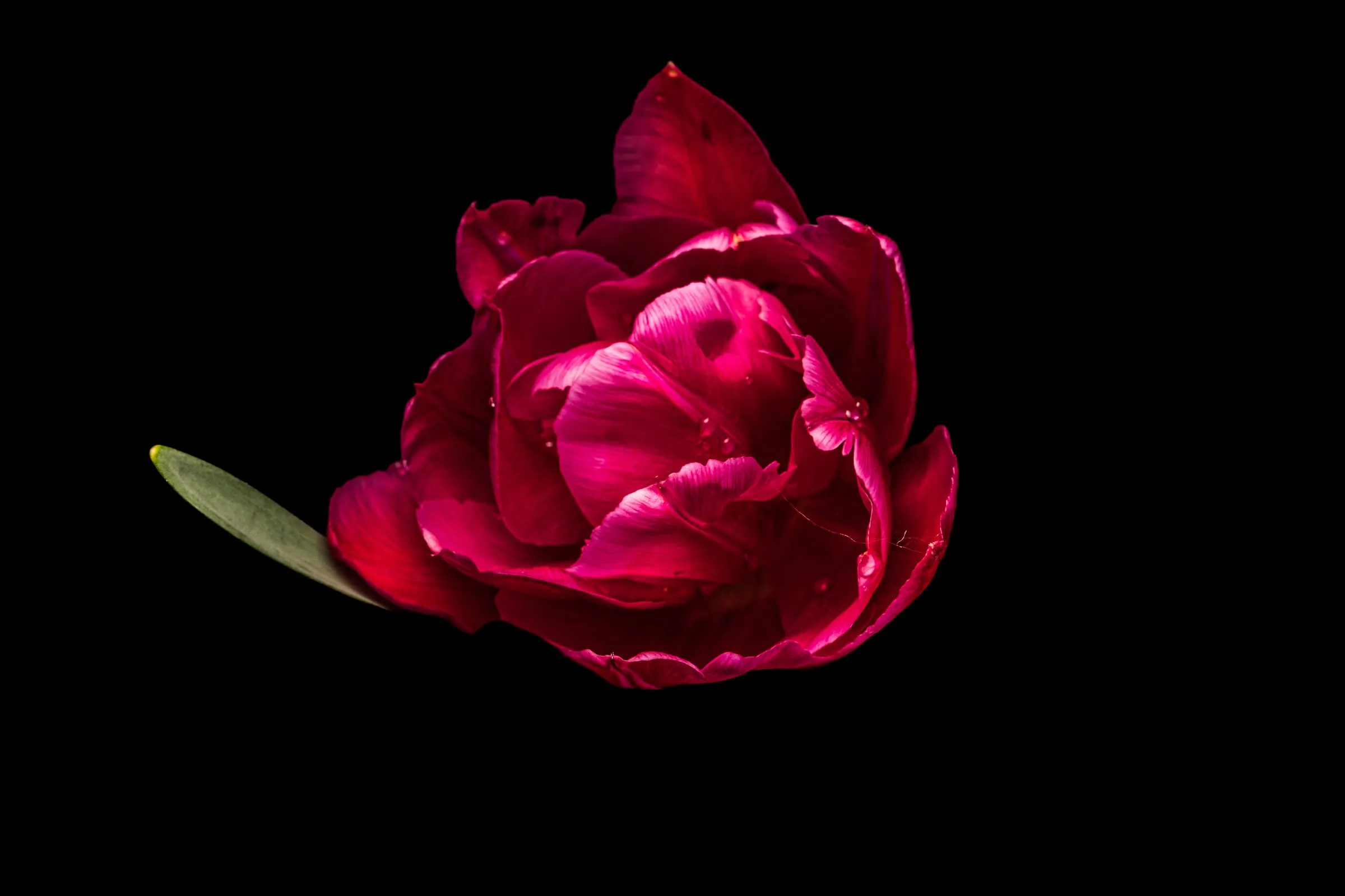 Gefüllte Tulpe in kräftigem Magenta, schräg von oben gesehen, mit einzelnen Wassertropfen und einem grünen Blatt links, vor schwarzem Hintergrund.