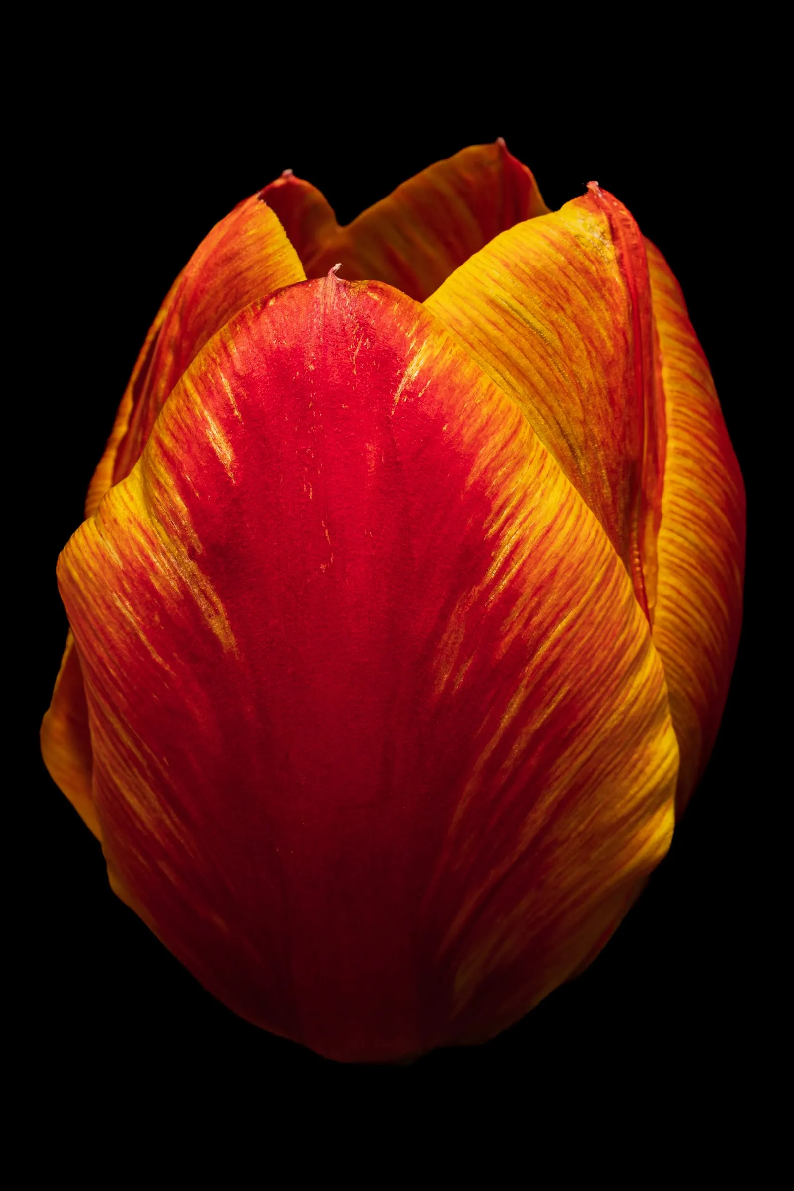 Geschlossene Tulpenblüte, rot in der Mitte der Blütenblätter und gelb gefiedert zu den Rändern, formatfüllend vor schwarzem Hintergrund.