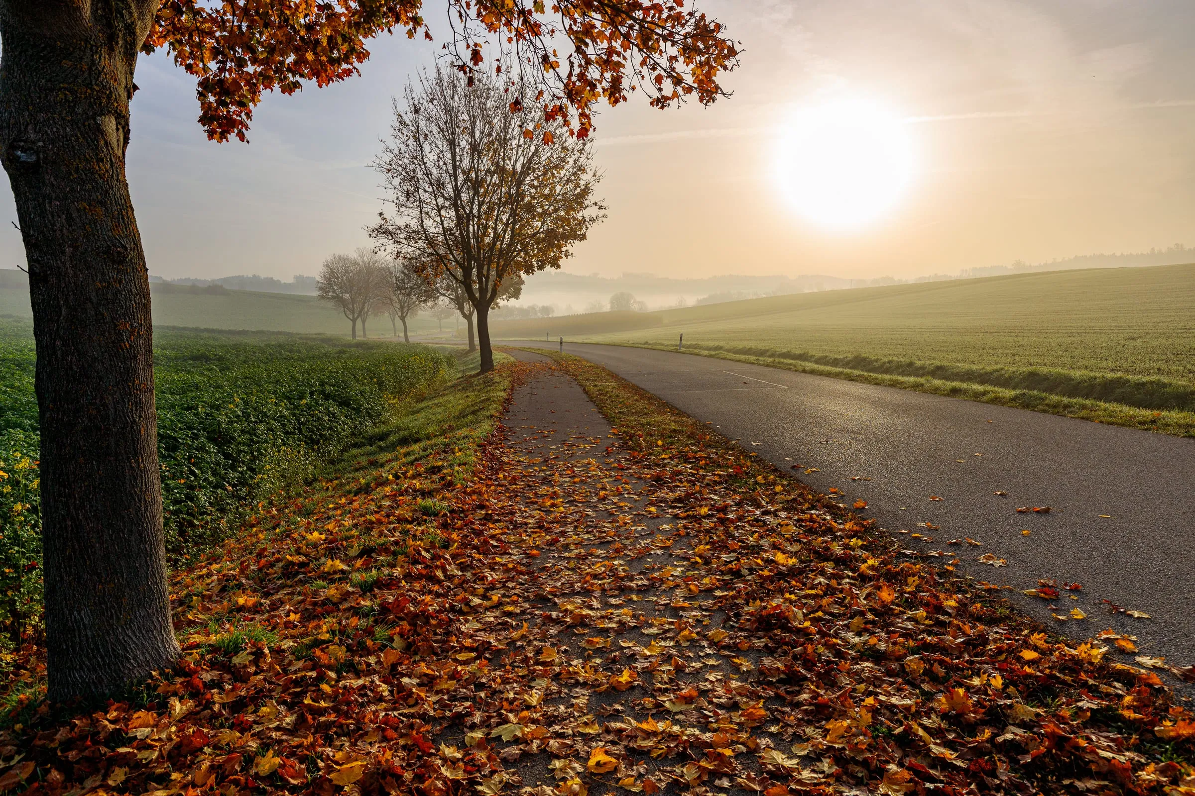 Ein Weg neben einer Landstraße ist mit orangefarbenem und rotem Laub bedeckt; links steht ein Baumstamm, rechts die Sonne im Dunst über Feldern.