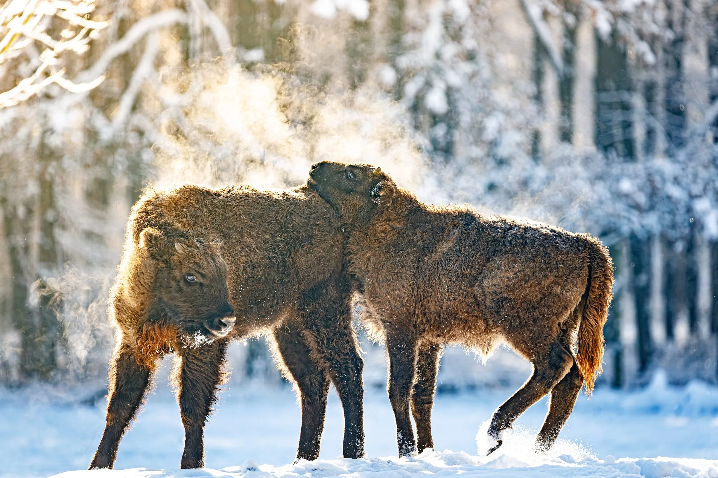 Zwei junge Wisente stehen dicht beieinander im Schnee, einer legt den Kopf auf den Rücken des anderen; Gegenlicht, aufsteigender Dampf, verschneiter Wald.