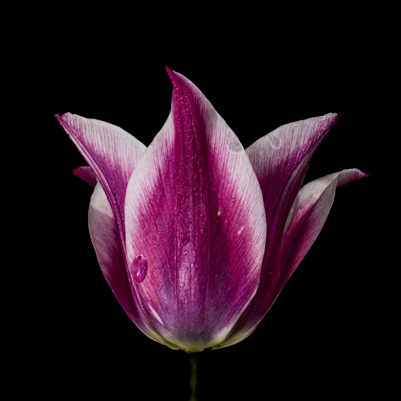 Lila-weiße Tulpe mit spitzen Blütenblättern und einzelnen Wassertropfen, frontal vor schwarzem Hintergrund, unten ein Stück grüner Stiel.