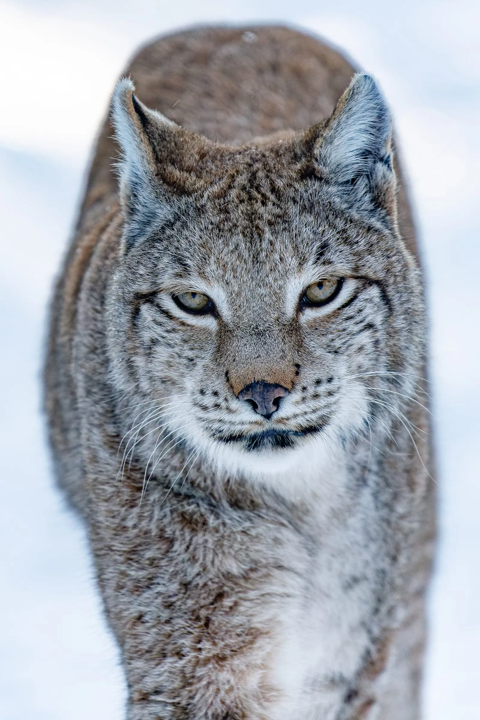 Ein Luchs läuft frontal auf die Kamera zu und blickt mit gesenktem Kopf direkt ins Objektiv, dahinter heller, unscharfer Schnee.