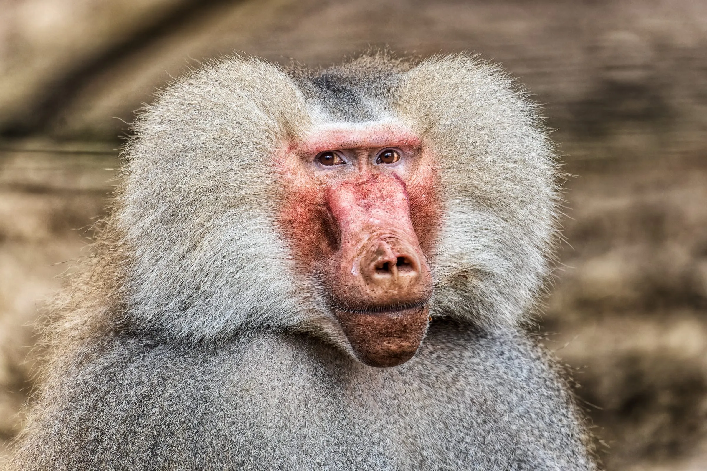 Nahaufnahme eines männlichen Mantelpavians frontal zur Kamera, mit silbergrauer Mähne und rosaroter Gesichtshaut, vor unscharfem braunem Hintergrund.