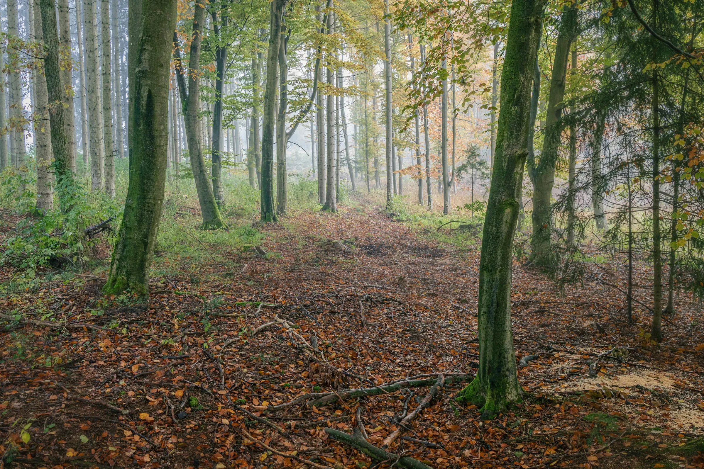 Moosbewachsene Buchenstämme und Nadelbäume in leichtem Nebel, der Waldboden dicht mit braunem Laub und Ästen bedeckt, in der Mitte eine schwache Wegspur in die Tiefe.