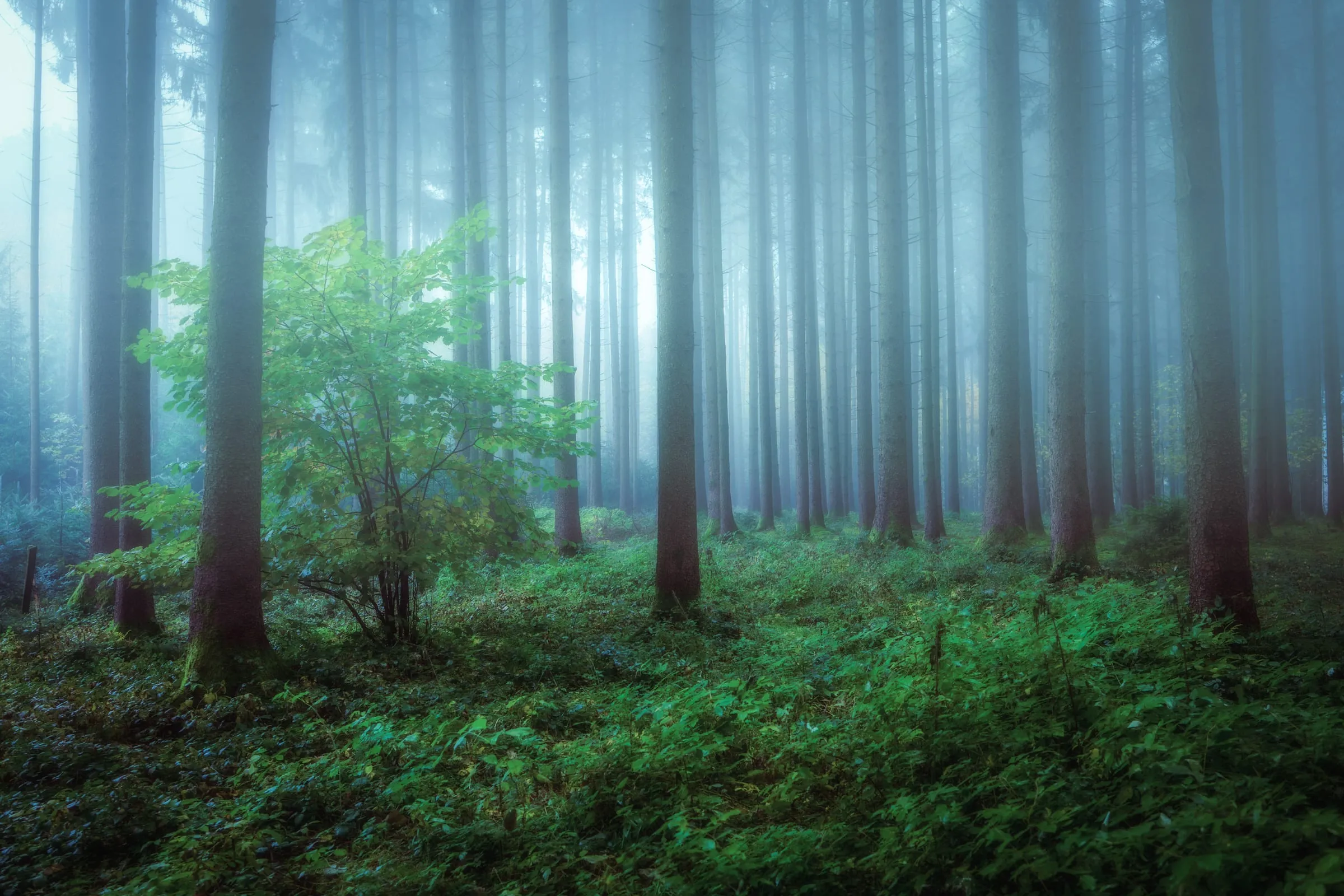 Hohe, gerade Nadelbaumstämme verschwinden im bläulichen Nebel; links im Vordergrund steht ein junger Laubbaum mit hellgrünen Blättern über dichtem Unterwuchs.