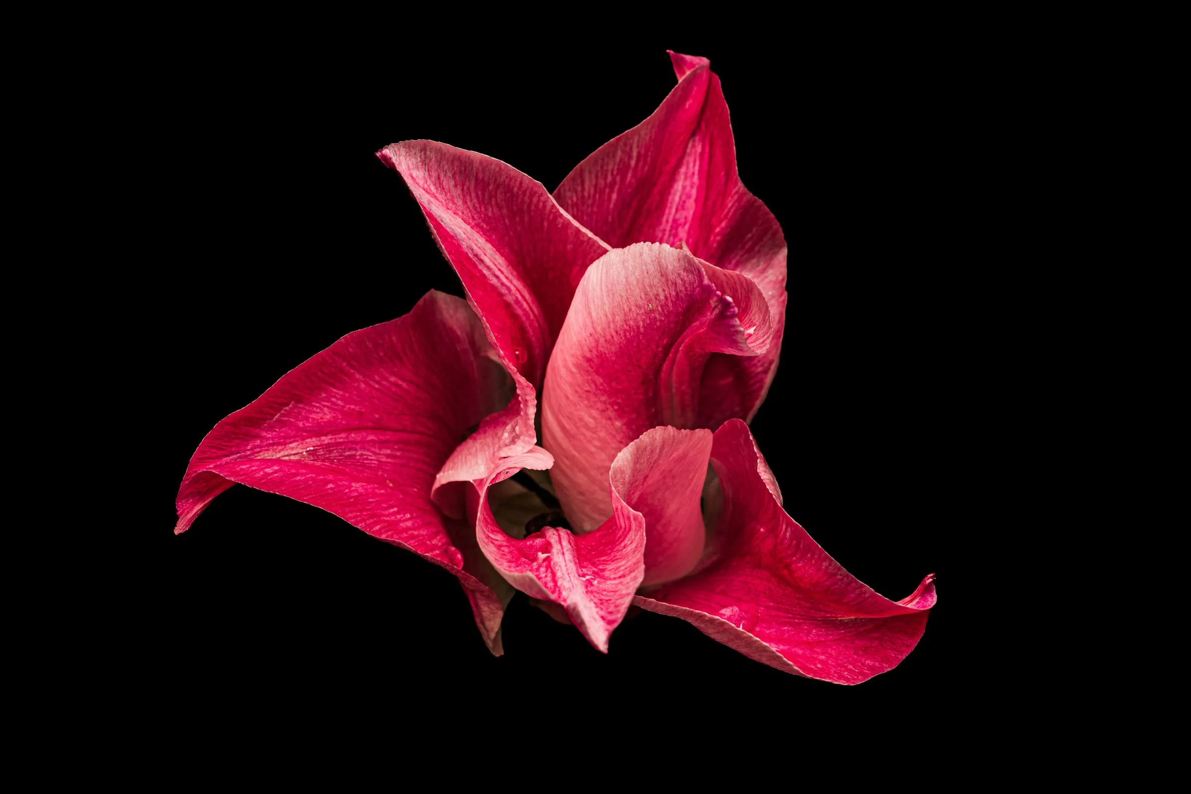 Rosa Tulpe mit weit geöffneten, gedrehten und gewellten Blütenblättern, fein gestreift in Pink und Hellrosa, schräg von oben vor schwarzem Hintergrund.