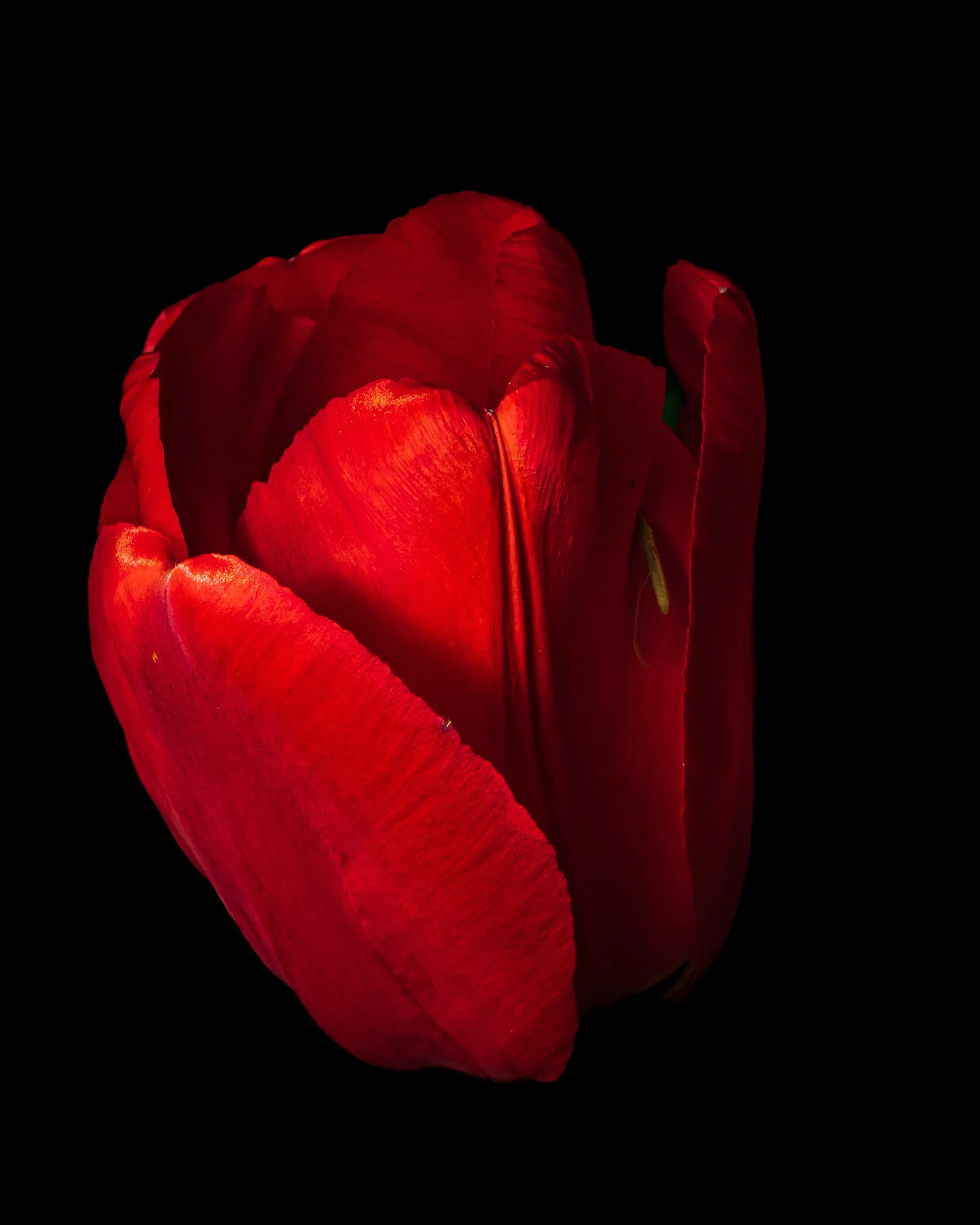 Rote Tulpe mit fast geschlossenen Blütenblättern, von links seitlich beleuchtet, die rechte Seite im Schatten, vor schwarzem Hintergrund.