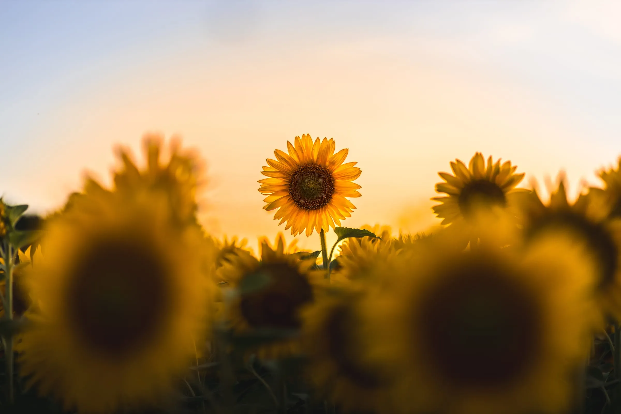 Eine einzelne Sonnenblume ragt vor hellem Abendhimmel aus einem Feld, im Vordergrund unscharfe Sonnenblumenköpfe im Gegenlicht.