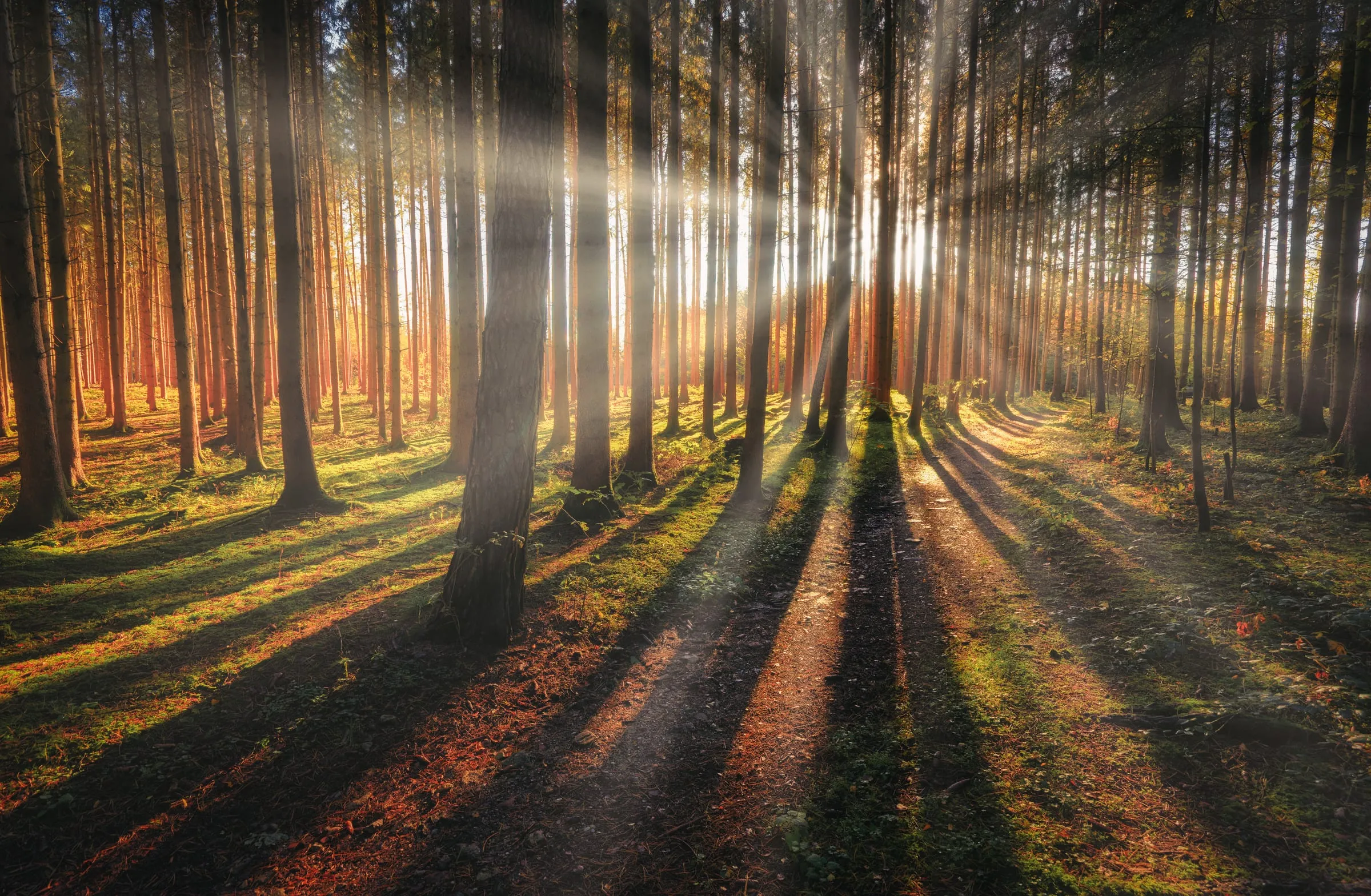 Tief stehende Nachmittagssonne scheint durch hohe, gerade Nadelbaumstämme; Lichtstrahlen und lange Schatten fallen über Moos und einen Waldweg.