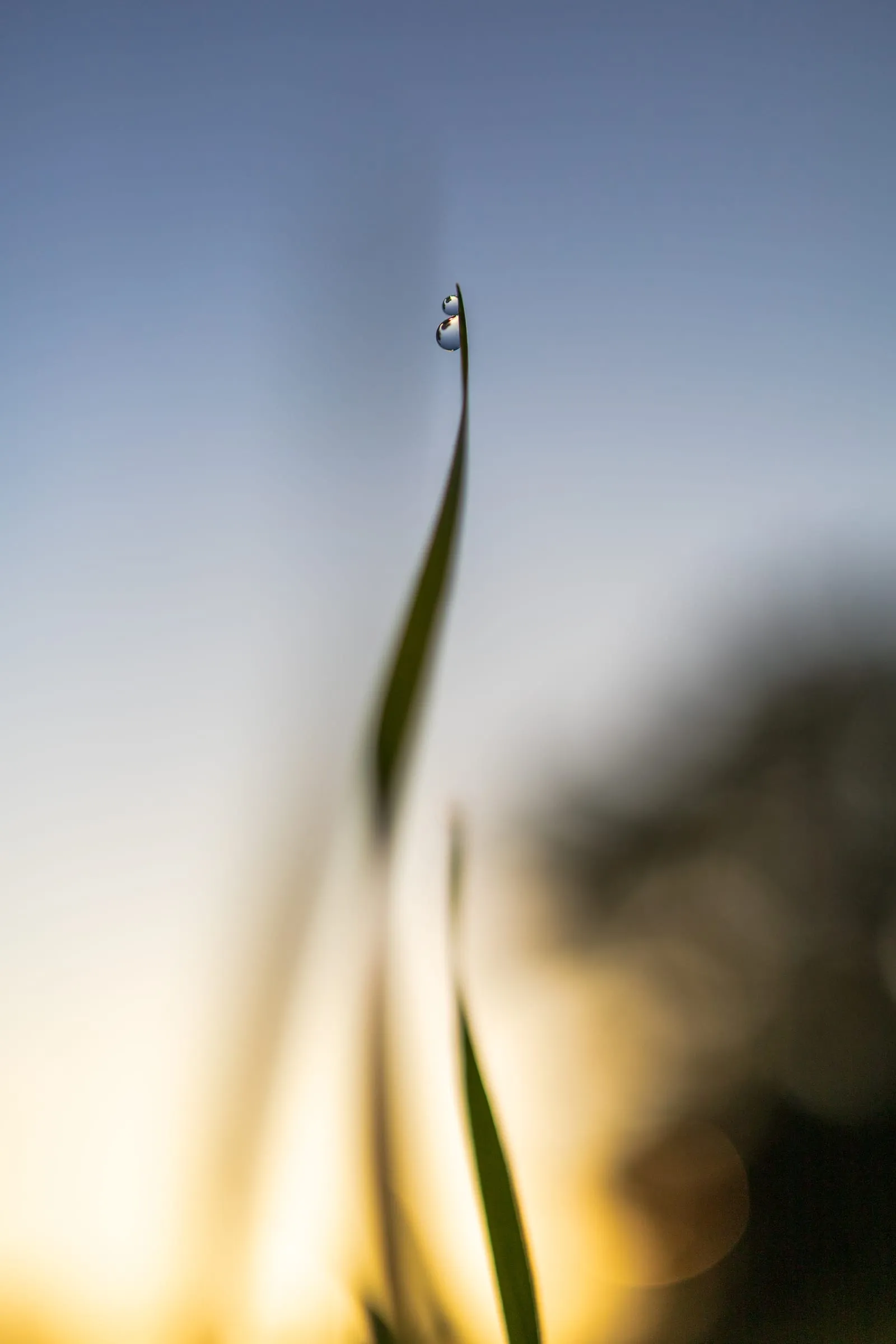 Schlanker Grashalm, der sich nach oben biegt, mit zwei kleinen Tautropfen an der Spitze, dahinter unscharfer Morgenhimmel von Blau zu warmem Gelb.