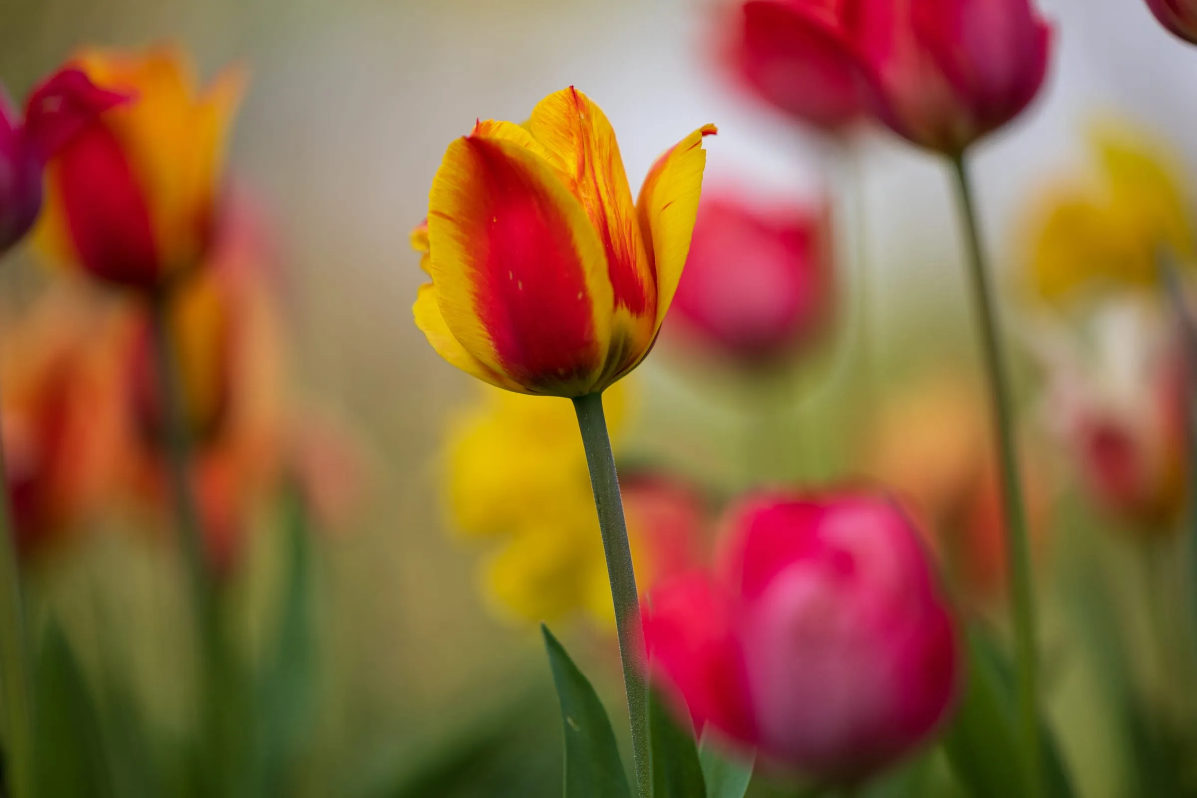 Eine rot-gelbe Tulpe steht scharf in der Bildmitte, umgeben von unscharfen pinkfarbenen, roten und gelben Tulpen vor grünem Hintergrund.