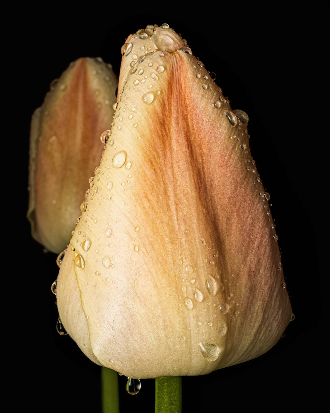 Blass apricotfarbene Tulpenknospe mit vielen Wassertropfen vor schwarzem Hintergrund, links dahinter eine zweite, unscharfe Knospe, unten grüne Stiele.