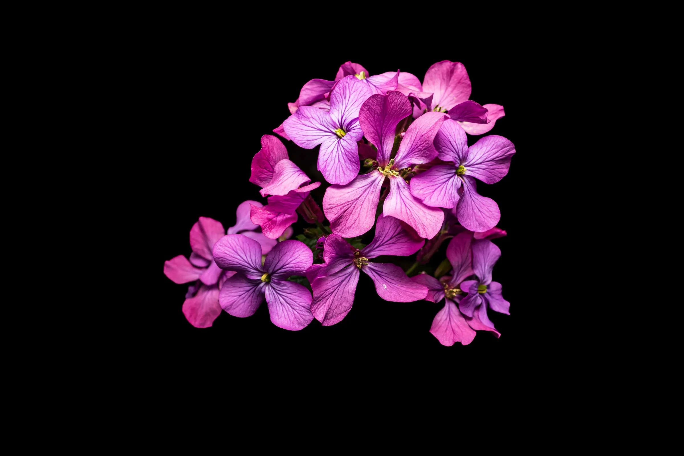 Dichter Blütenstand aus vierblättrigen, violett-rosa Blüten mit feinen dunklen Adern und gelben Staubblättern, rechts der Mitte vor schwarzem Hintergrund.